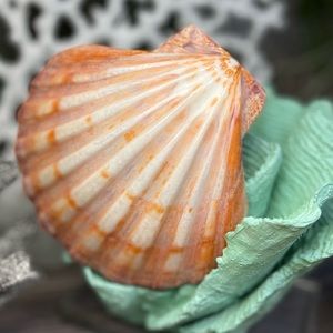 Large Polished Lions Paw Seashell Coral Purple Crafting Display Shell Collector